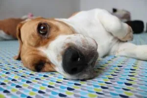 Beagle qualita