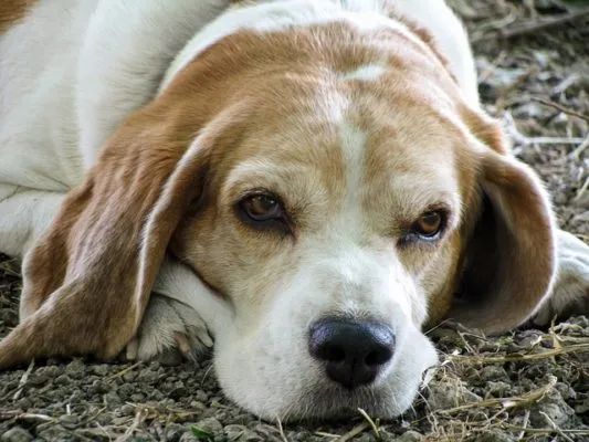 Beagle, problemi di salute ed età media