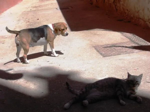Come far convivere un Beagle e un Gatto