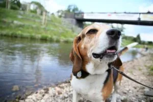 assicurare il beagle