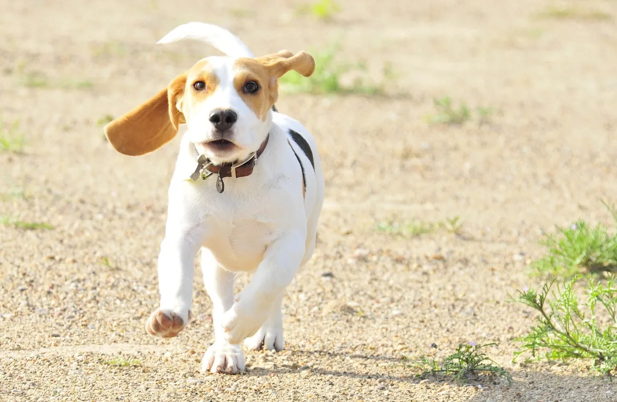 Cane Beagle bambini