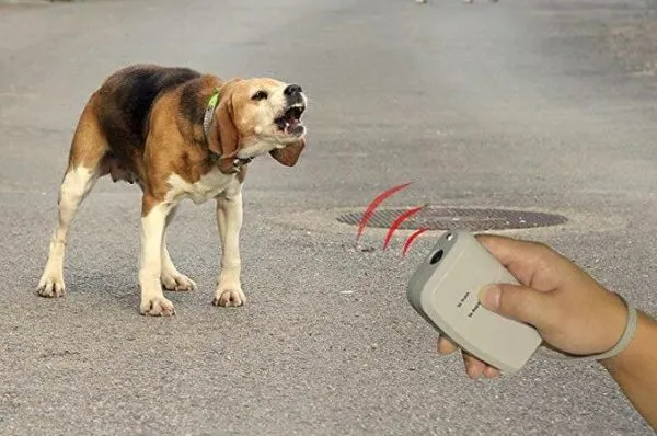 Come allontanare i randagi che infastidiscono il nostro Beagle