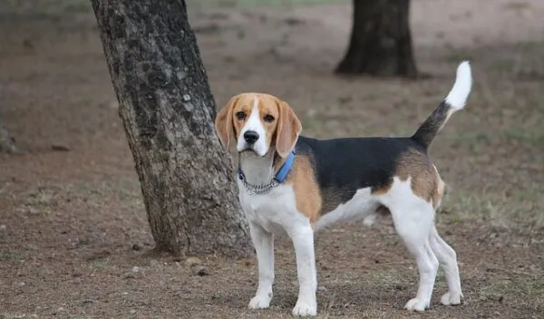 Sai davvero cosa vuole dirti il tuo Beagle