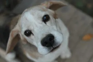età beagle