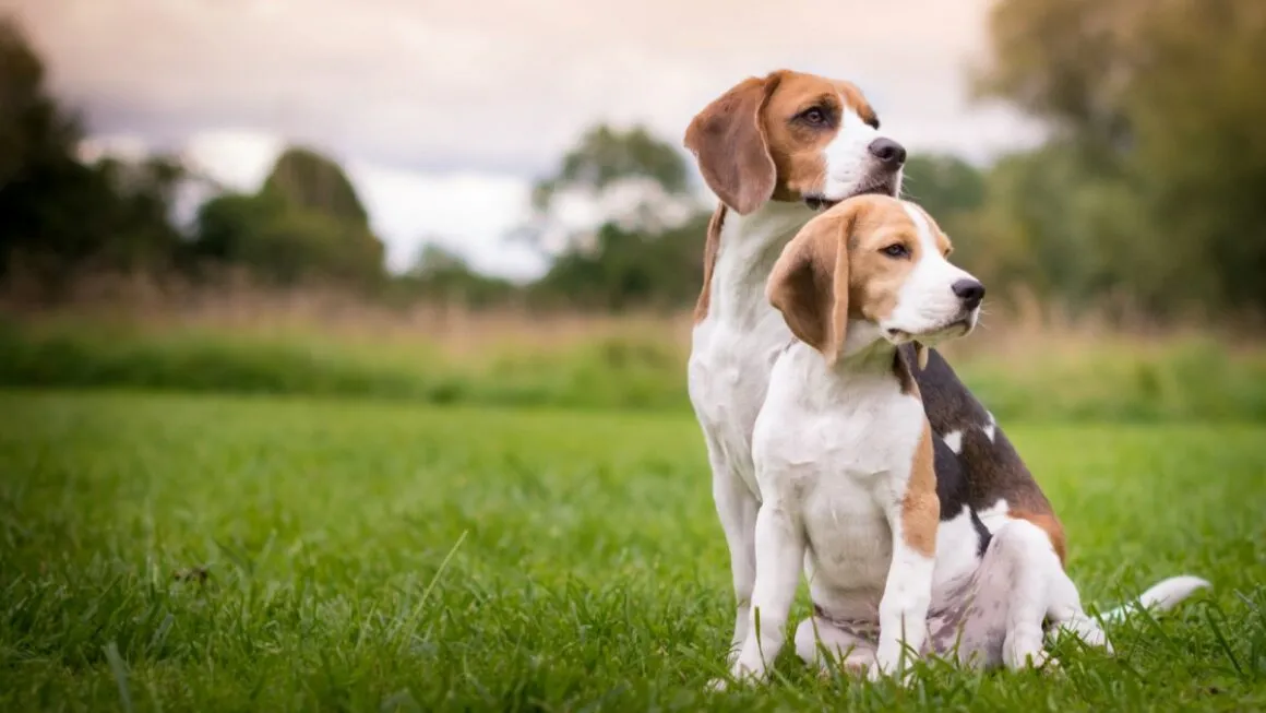 Cibo Beagle