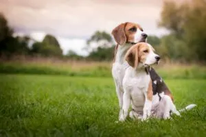 Cibo Beagle