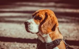 Beagle allevamento