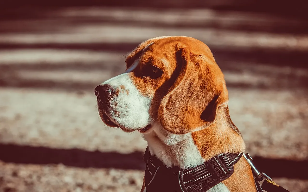 Beagle allevamento