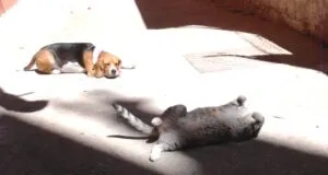 cane gatto