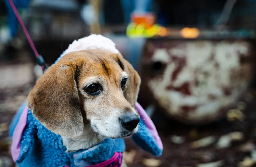 Cappotti Beagle