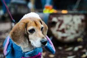 Cappotti Beagle