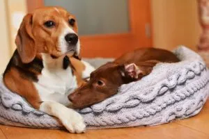 Cucce per Beagle