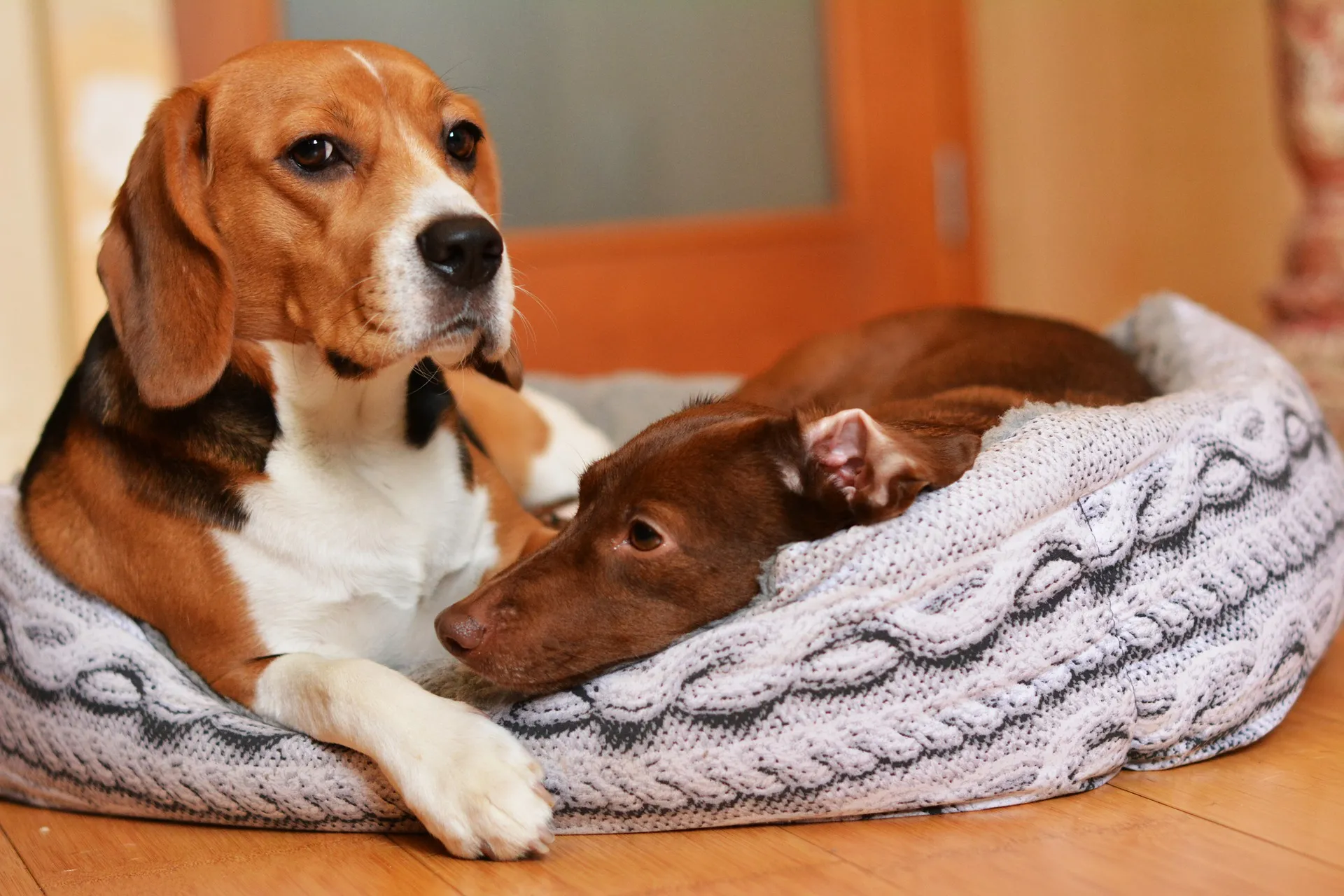 Cucce per Beagle