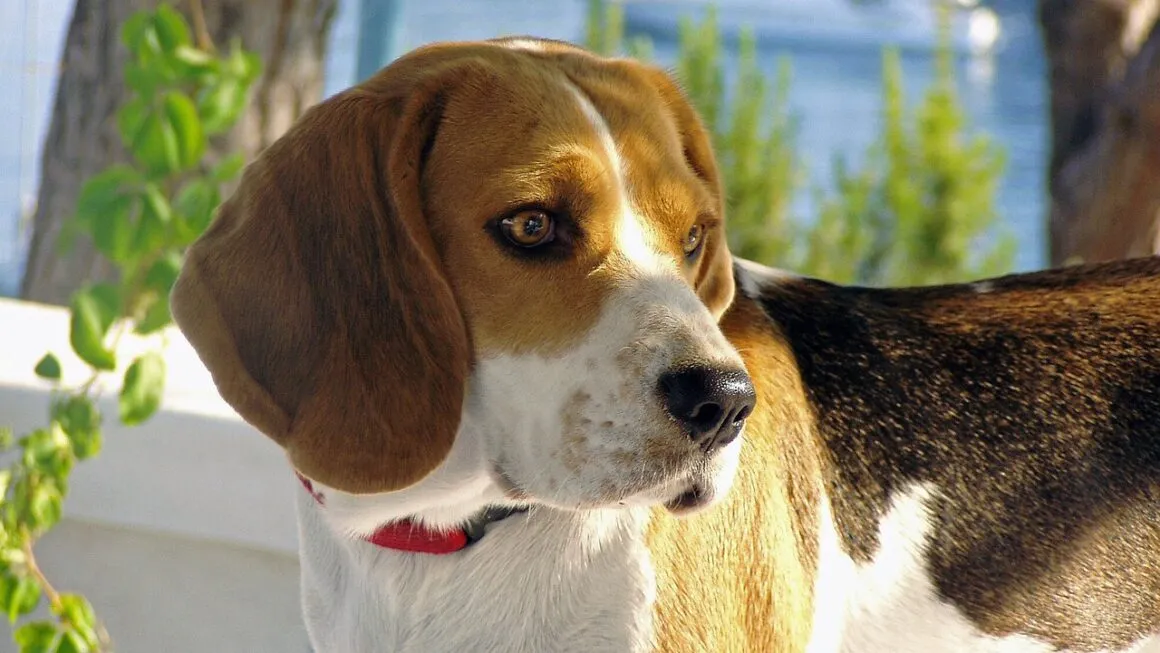 antiparassitario beagle