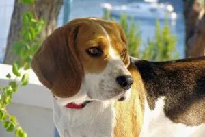 antiparassitario beagle