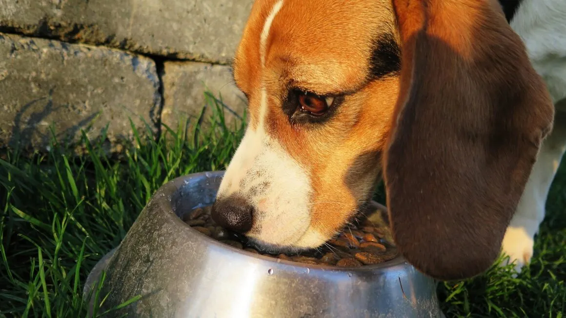 beagle mangia