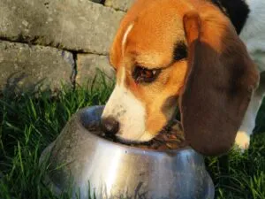 beagle mangia