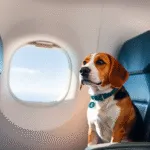 Beagle in aereo