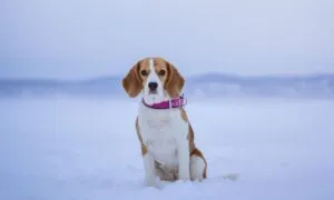 Beagle, tutti i colori di questa razza