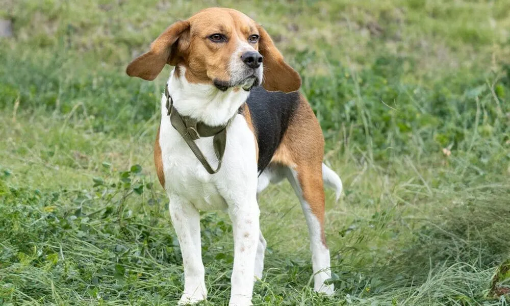 Beagle, la storia della razza: il Settecento