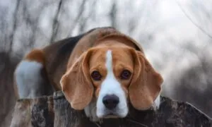 Beagle, la storia della razza: l'Ottocento