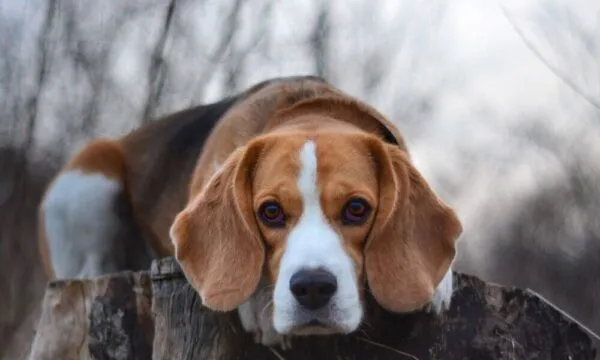 Beagle, un po’ di storia: l’Ottocento