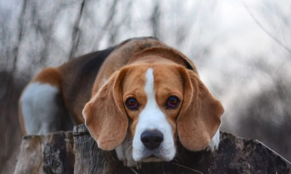 Beagle, la storia della razza: l'Ottocento