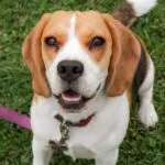 Esercizi fisici per il tuo beagle