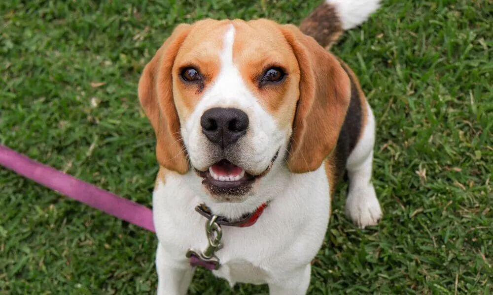 Esercizi fisici per il tuo beagle