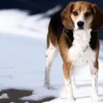 Beagle in montagna, come gestirlo?