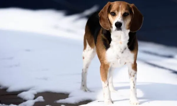 Beagle in montagna, alla ricerca di refrigerio