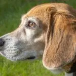 Beagle, identikit del padrone ideale