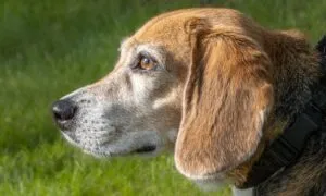 Beagle, identikit del padrone ideale