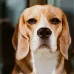 Beagle, la storia della razza: iil Novecento e oggi