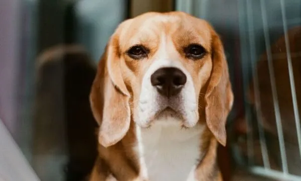 Beagle, un po’ di storia: la razza oggi