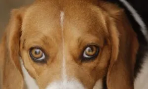 Occhi da beagle