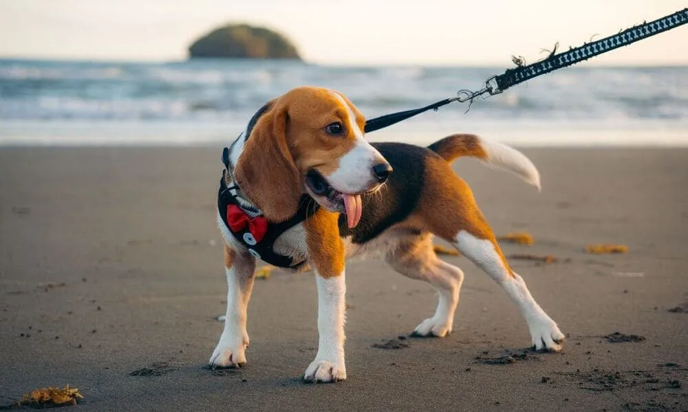 Le destinazioni più dog friendly per portare con te il tuo beagle