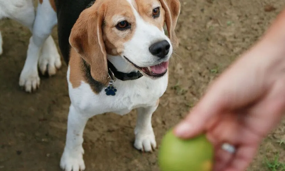 Beagle in forma: i giochi migliori per tenerli sani e attivi