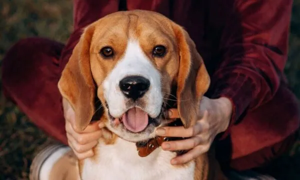 Beagle: i punti deboli fisici da conoscere per proteggerli