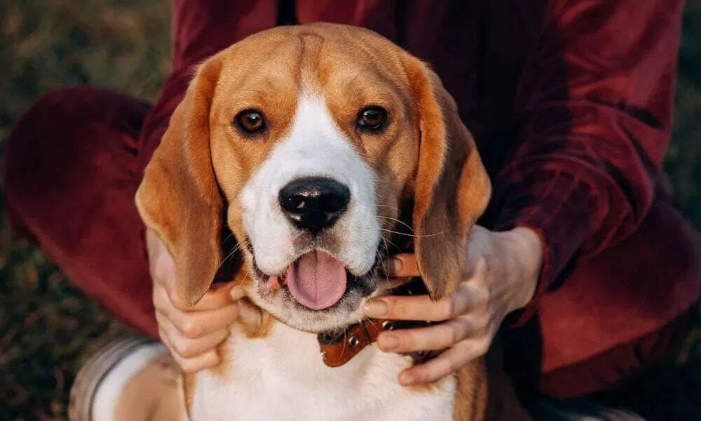 Beagle: i punti deboli fisici da conoscere per proteggerli