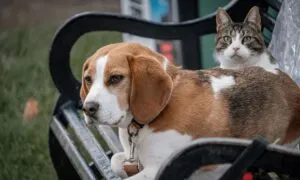 Il beagle e altri animali: convivenza possibile?