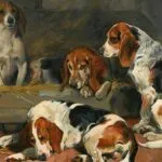 Beagles – Fathers Of The Pack di John Emms, uno dei principali dipinti dedicati ai beagle