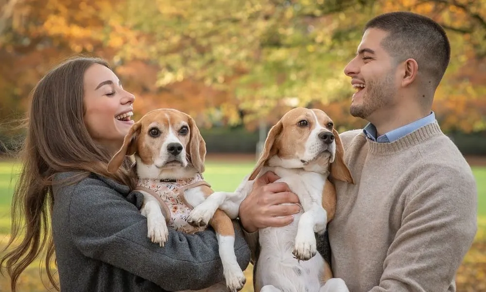 Kiki e Koko, due beagle influencer di Instagram