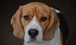 Cinque cose che un beagle fa meglio degli altri cani