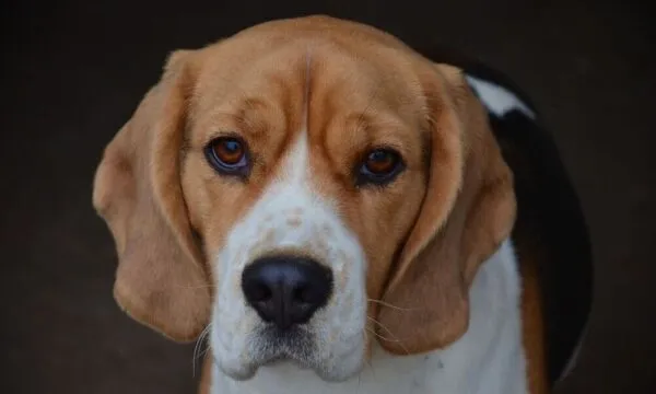 Cinque cose che un beagle può fare meglio di un altro cane