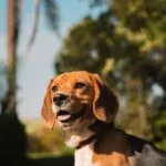 Venti cose che ti insegna un beagle