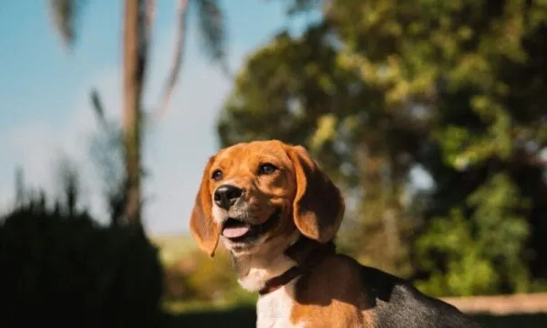 Venti cose che capirai solo vivendo con un beagle