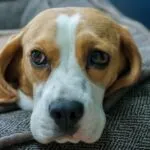 Una casa a misura di beagle