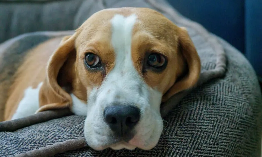 Una casa a misura di beagle: ecco come organizzarla