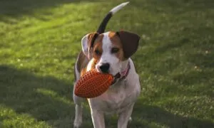 Accessori per il tuo beagle, quali scegliere